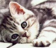 chaton