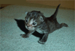 chat bonpes