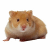 hamster